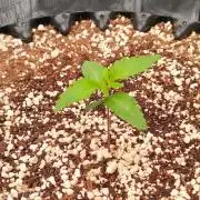 Super Lemon Haze Twins