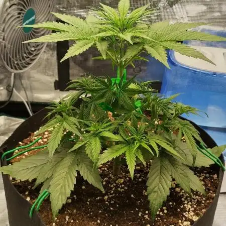 Sour Jealousy Auto 7 Gallon Growbag