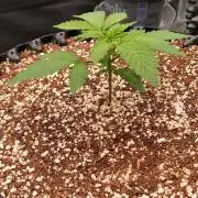 Super Lemon Haze Twins