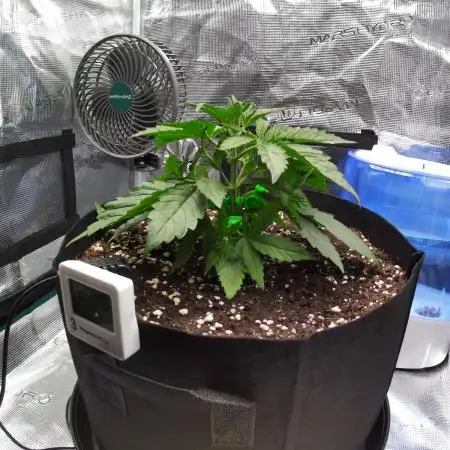 Sour Jealousy Auto 7 Gallon Growbag