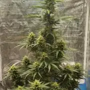 Sour Jealousy Auto 7 Gallon Growbag