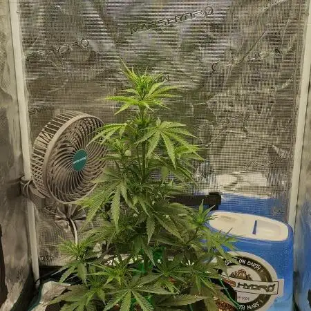 Sour Jealousy Auto 7 Gallon Growbag