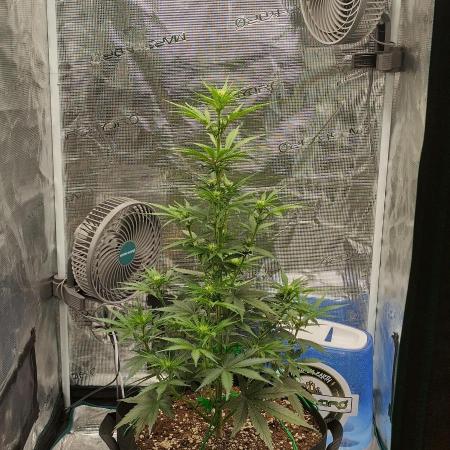 Sour Jealousy Auto 7 Gallon Growbag