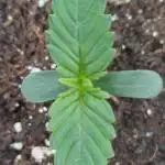 Sour Jealousy Auto 7 Gallon Growbag