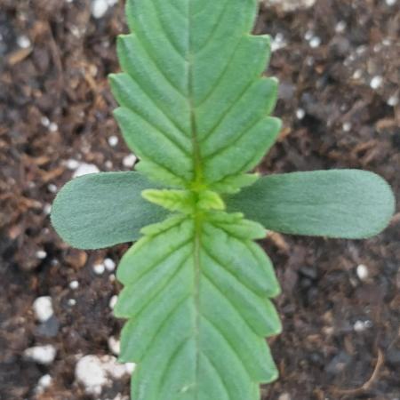 Sour Jealousy Auto 7 Gallon Growbag