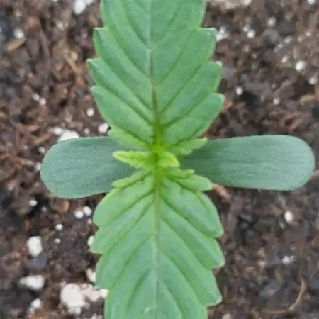 Sour Jealousy Auto 7 Gallon Growbag