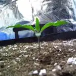 Sour Jealousy Auto 7 Gallon Growbag