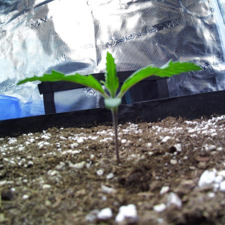 Sour Jealousy Auto 7 Gallon Growbag