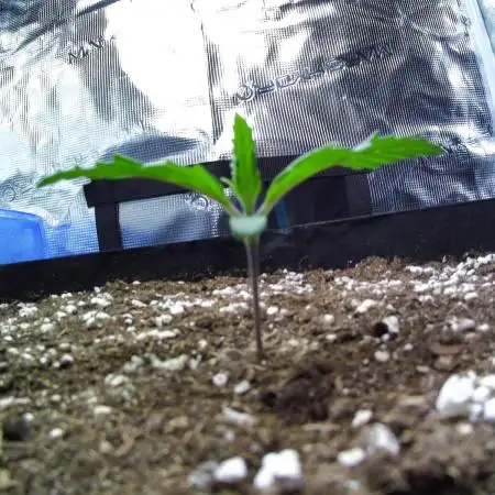 Sour Jealousy Auto 7 Gallon Growbag