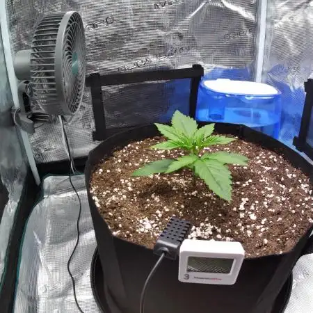 Sour Jealousy Auto 7 Gallon Growbag