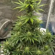 Sour Jealousy Auto 7 Gallon Growbag