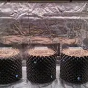 Super Lemon Haze Twins