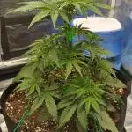 Sour Jealousy Auto 7 Gallon Growbag