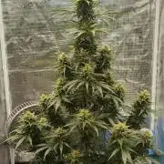 Sour Jealousy Auto 7 Gallon Growbag