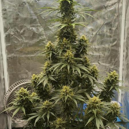 Sour Jealousy Auto 7 Gallon Growbag