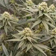 Super Lemon Haze Twins