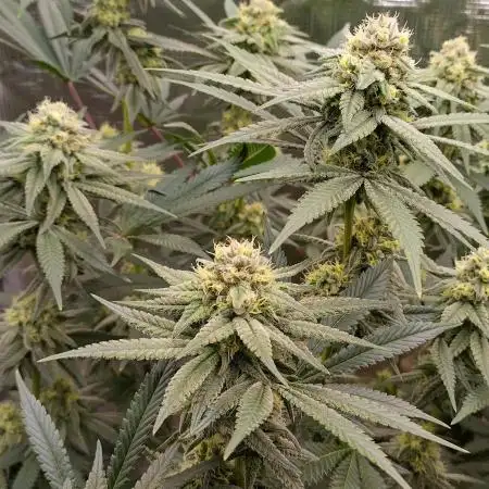 Super Lemon Haze Twins