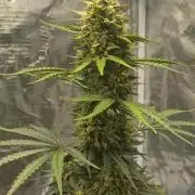 Sour Jealousy Auto 7 Gallon Growbag