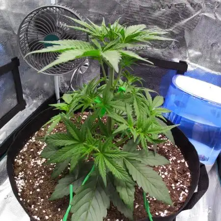 Sour Jealousy Auto 7 Gallon Growbag