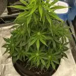 Sour Jealousy Auto 7 Gallon Growbag