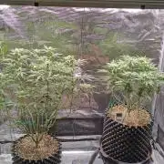 Super Lemon Haze Twins