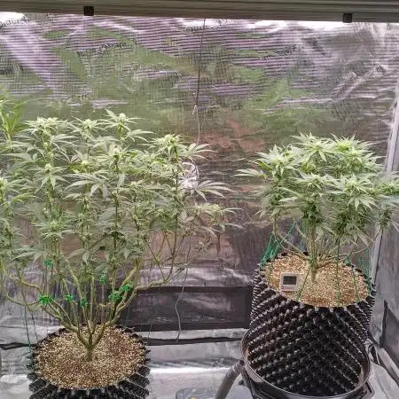 Super Lemon Haze Twins
