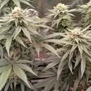 Super Lemon Haze Twins