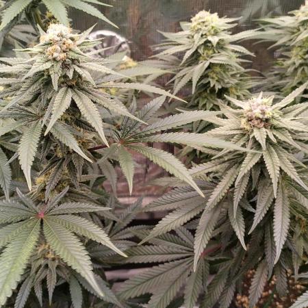 Super Lemon Haze Twins