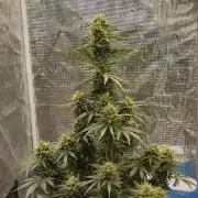 Sour Jealousy Auto 7 Gallon Growbag