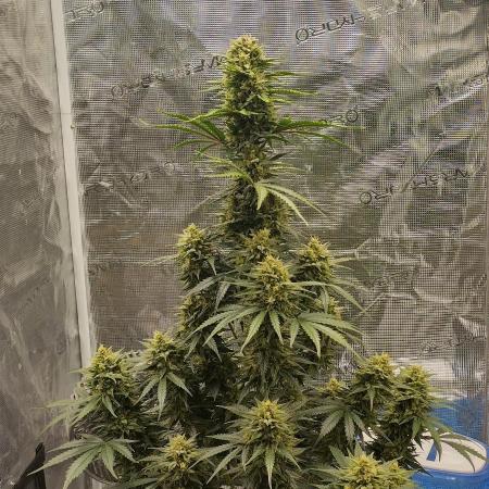 Sour Jealousy Auto 7 Gallon Growbag