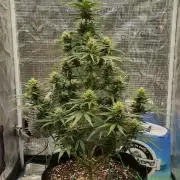 Sour Jealousy Auto 7 Gallon Growbag