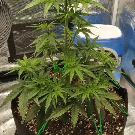 Sour Jealousy Auto 7 Gallon Growbag