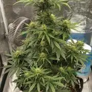 Sour Jealousy Auto 7 Gallon Growbag