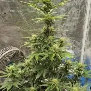 Sour Jealousy Auto 7 Gallon Growbag