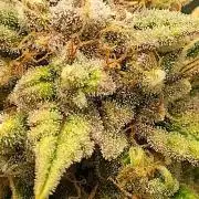 Sour Jealousy Auto 7 Gallon Growbag