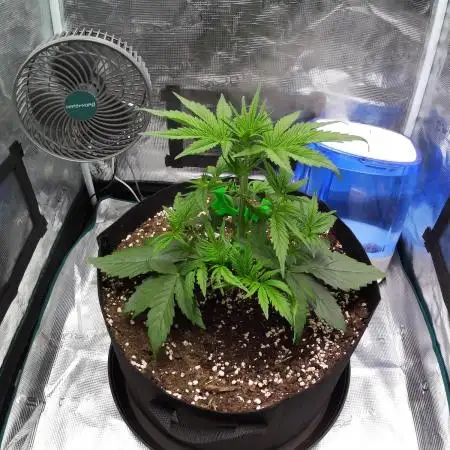 Sour Jealousy Auto 7 Gallon Growbag