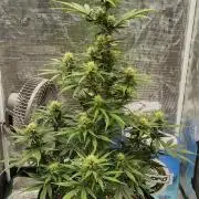 Sour Jealousy Auto 7 Gallon Growbag