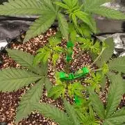 Super Lemon Haze Twins