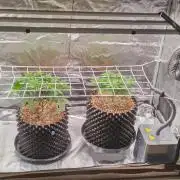 Super Lemon Haze Twins