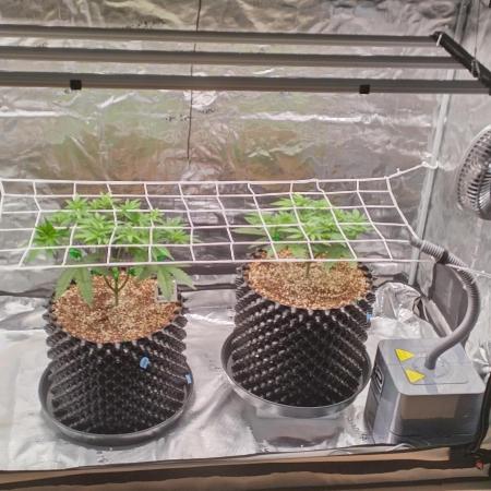 Super Lemon Haze Twins