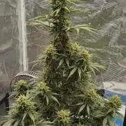 Sour Jealousy Auto 7 Gallon Growbag