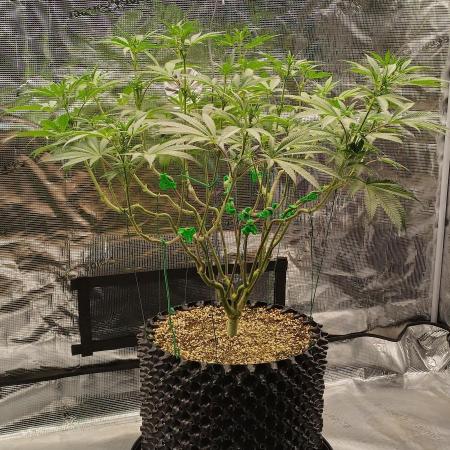 Super Lemon Haze Twins