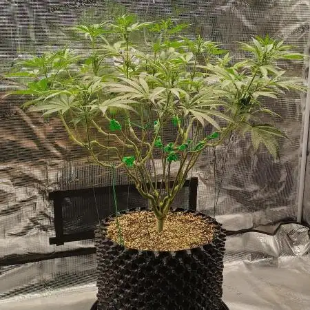 Super Lemon Haze Twins