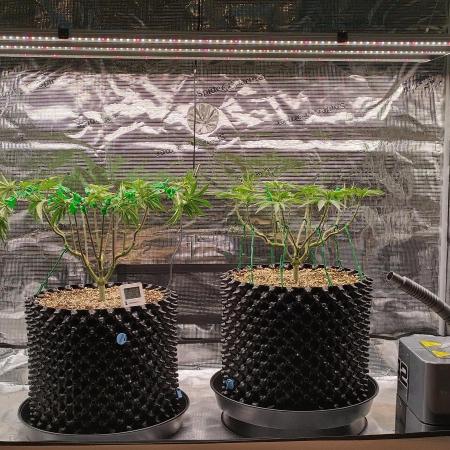 Super Lemon Haze Twins