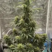 Sour Jealousy Auto 7 Gallon Growbag