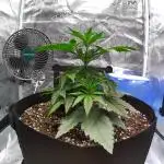 Sour Jealousy Auto 7 Gallon Growbag
