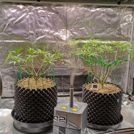 Super Lemon Haze Twins