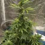 Sour Jealousy Auto 7 Gallon Growbag