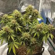 Sour Jealousy Auto 7 Gallon Growbag