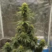 Sour Jealousy Auto 7 Gallon Growbag